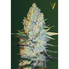 Семена конопли Amnesium (Amnesia) Феминизированные Victory seeds
